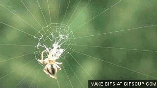為什麼會有蜘蛛網